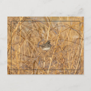 Junco On Icy Grass Postkarte