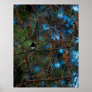 Junco Poster