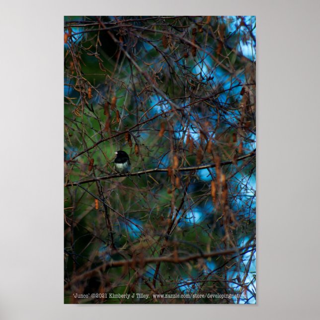 Junco Poster (Vorne)