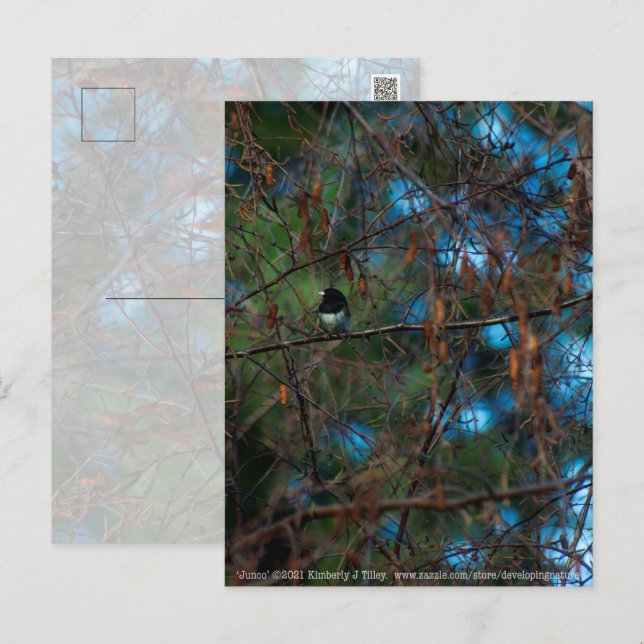 Junco Postkarte (Vorne/Hinten)