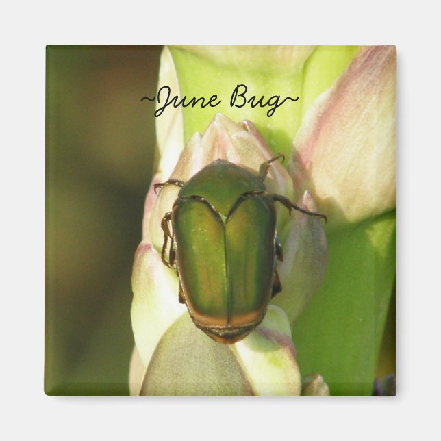 June Bug Magnet (Vorne)