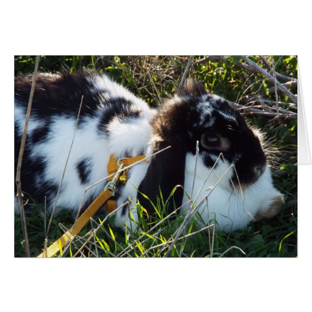 June Bunny (Vorderseite (Horizontal))