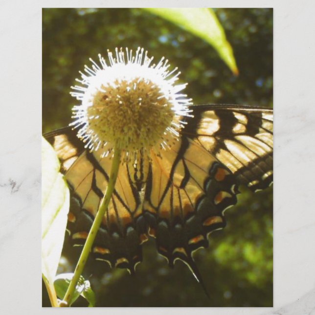 June Monarch Flyer (Vorne)