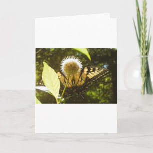 June Monarch Grußkarte Karte