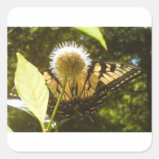 June Monarch Square Sticker (Vorderseite)