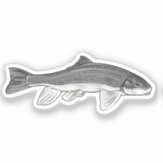 June Sucker Fish Vector Illustration Aufkleber
