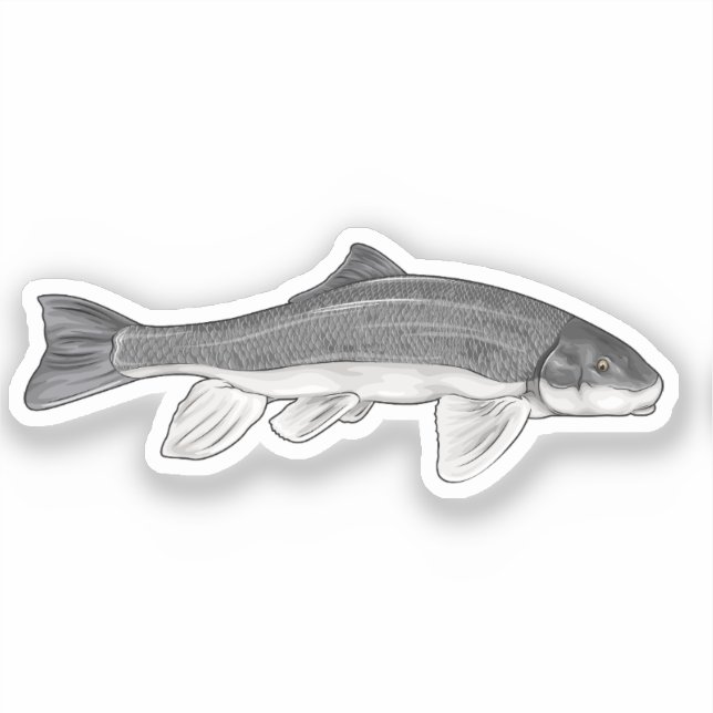 June Sucker Fish Vector Illustration Aufkleber (Vorderseite)