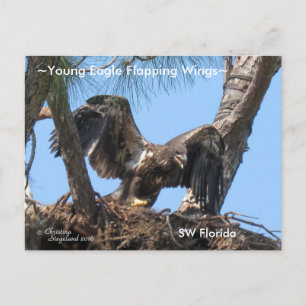 Junge Adler flatternde Flügel Spiegelreflex und Po Postkarte
