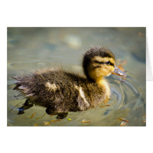 Junge Baby-Ente