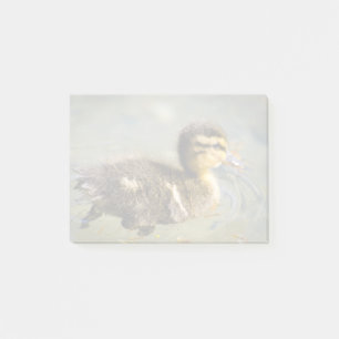 Junge Baby-Ente Post-it Klebezettel