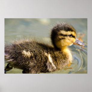 Junge Baby-Ente Poster