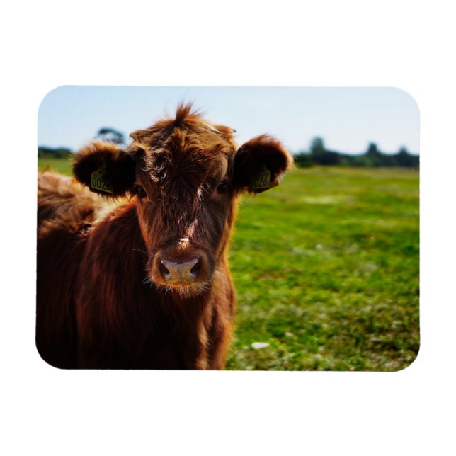 Junge braune Kuh auf Weidenfeldern Magnet (Horizontal)