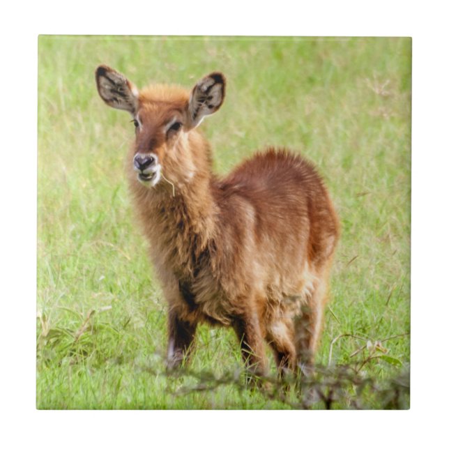 Junge Brown Antilope Waterbuck Getty Bild-| Fliese (Vorderseite)