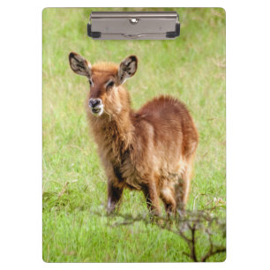 Junge Brown Antilope Waterbuck Getty Bild-  Klemmbrett