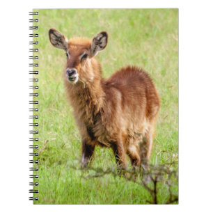Junge Brown Antilope Waterbuck Getty Bild- Notizblock