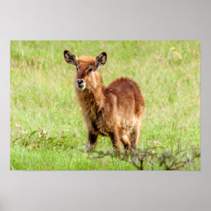 Junge Brown Antilope Waterbuck Getty Bild-  Poster