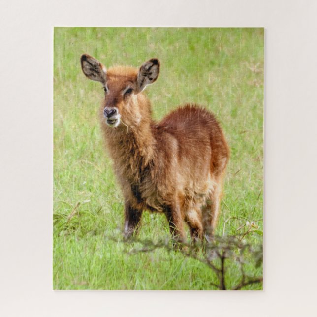 Junge Brown Antilope Waterbuck Getty Bild-| Puzzle (Vertikal)