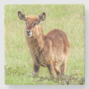 Junge Brown Antilope Waterbuck Getty Bild- Steinuntersetzer
