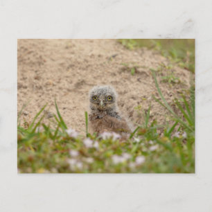Junge Burrowing Owl in Florida Postkarte