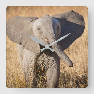 Junge Bush-Elefant Quadratische Wanduhr