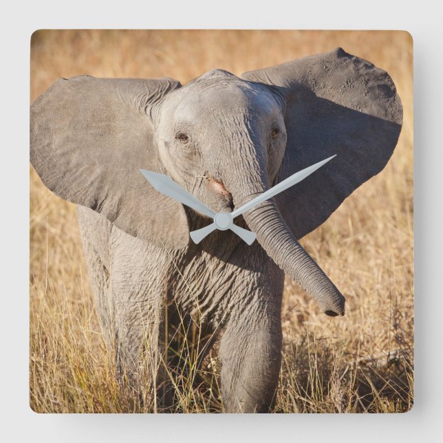 Junge Bush-Elefant Quadratische Wanduhr (Vorderseite)