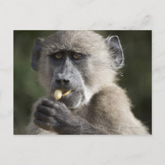 Junge Chacma-Baboon (Papio ursinus) frisst Nüsse Postkarte