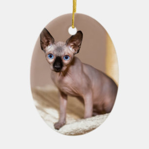 Junge colorpoint sphynx Katze in hammock.JPG Keramikornament
