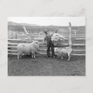 Junge, der ein Wollbündel hält Postkarte