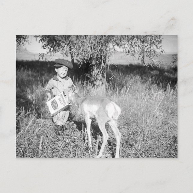 Junge füttert Antilope von Hand Postkarte (Vorderseite)