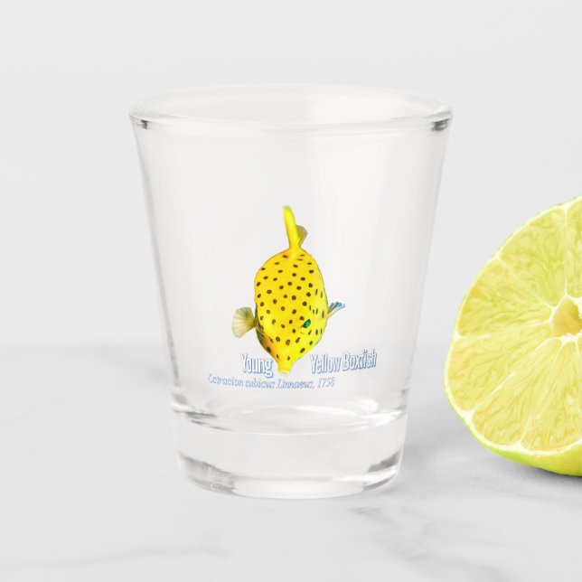 Junge Gelbe Boxfisch Schnapsglas (Vorderseite)