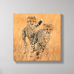 Junge Geparden (Acinonyx Jubatus) beim Laufen Leinwanddruck