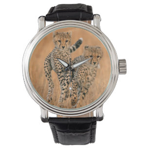 Junge Geparden (Acinonyx Jubatus) laufen Armbanduhr