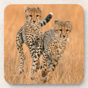 Junge Geparden (Acinonyx Jubatus) laufen Untersetzer