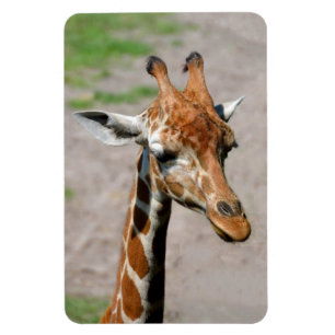 Junge Giraffe Magnet