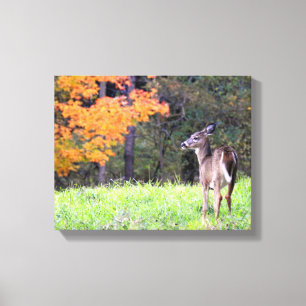 Junge Hirsche im Herbst Leinwanddruck