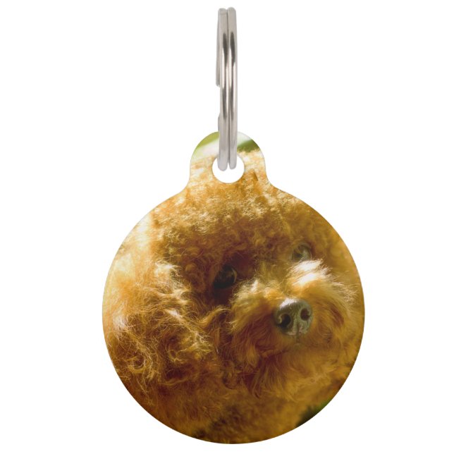 Junge Hunde. Haustiermarke (Vorderseite)