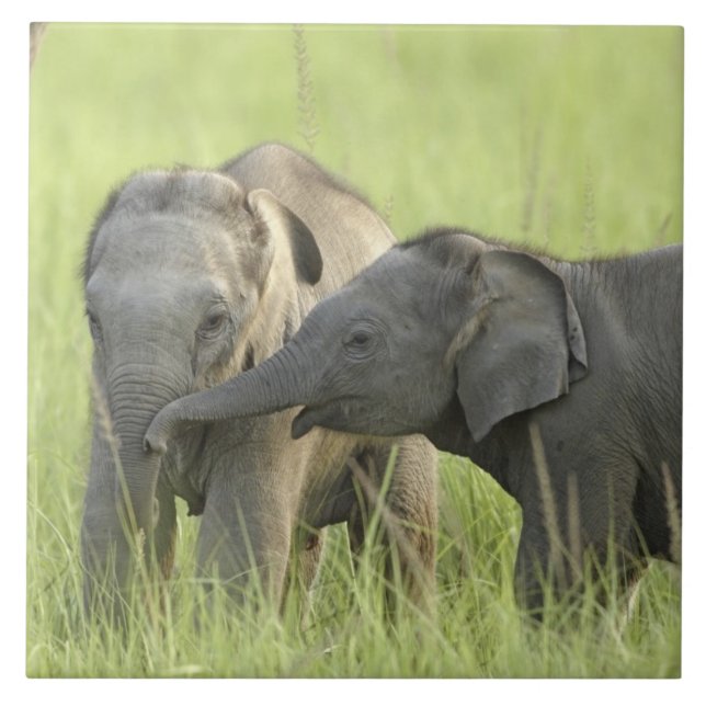 Junge indische/asiatische Elefanten Fliese (Vorderseite)