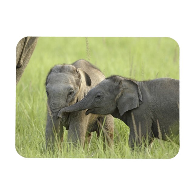 Junge indische/asiatische Elefanten Magnet (Horizontal)
