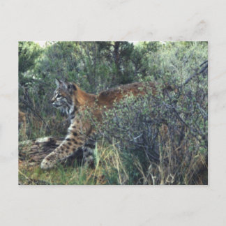 junge Katze, Zentralauregon Postkarte