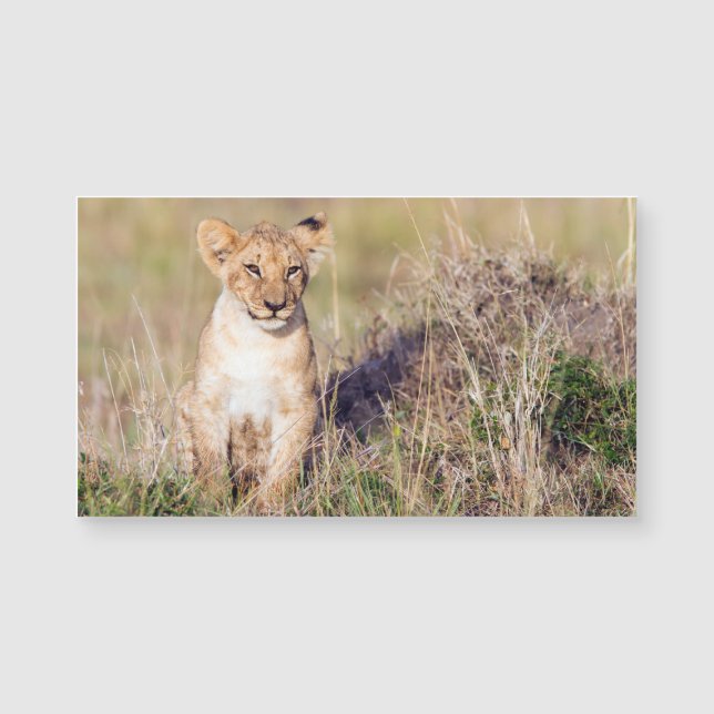 Junge Löwe Magnetkarte (Vorderseite)