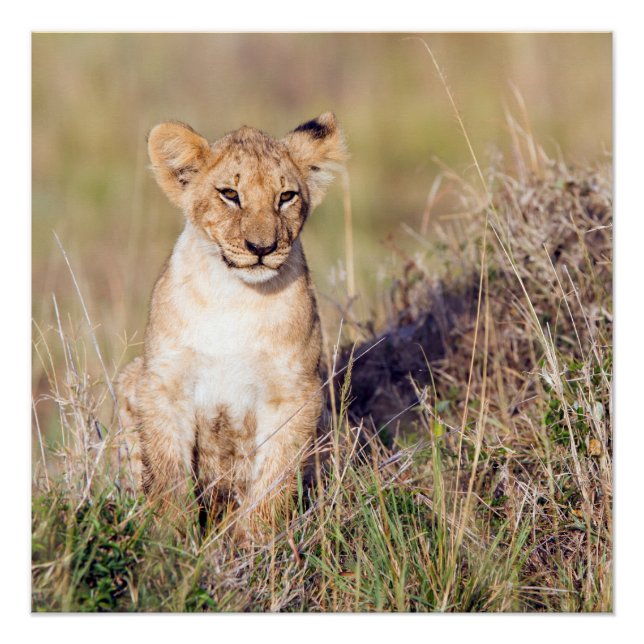 Junge Löwe Poster (Vorderseite)