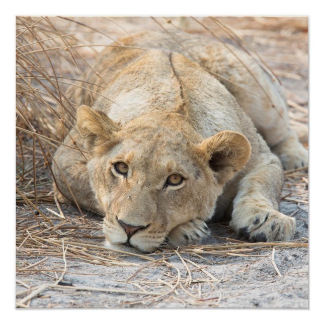 Junge Löwe Poster (Vorderseite)