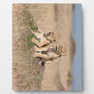 Junge Löwen Fotoplatte
