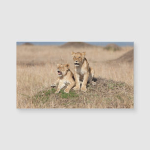 Junge Löwen Magnetkarte