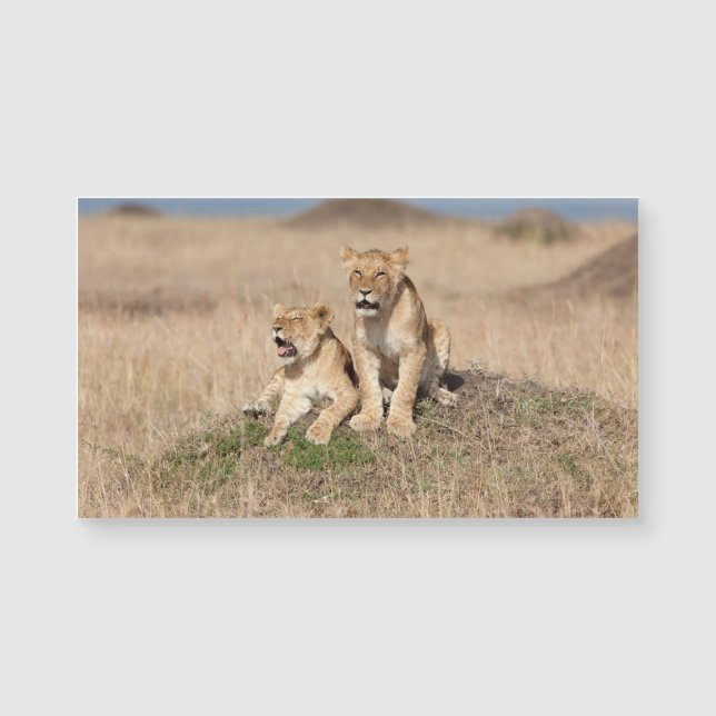 Junge Löwen Magnetkarte (Vorderseite)