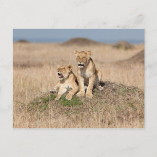 Junge Löwen Postkarte