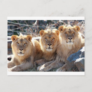 JUNGE MALE LIONS POSTKARTE