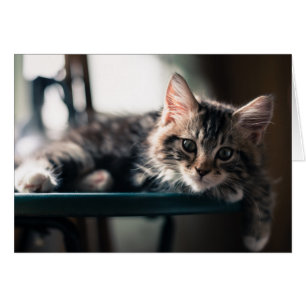 Junge männliche Tabby-Katze 2