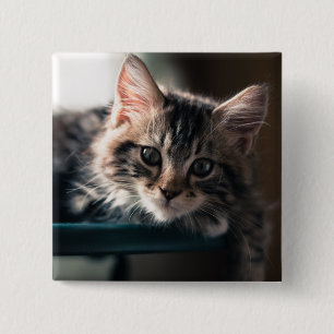 Junge männliche Tabby-Katze 2 Button