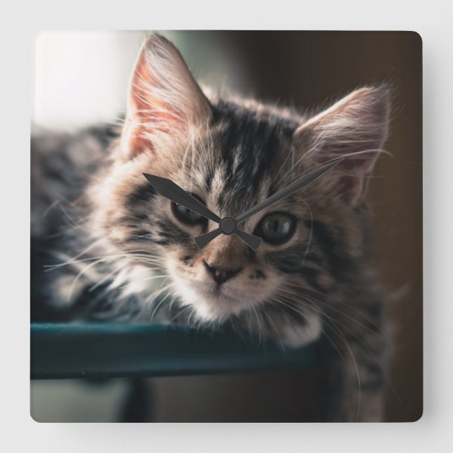 Junge männliche Tabby-Katze 2 Quadratische Wanduhr (Vorderseite)
